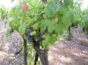 Filename=Roy_Sally_Vendanges_Venelles_DSCN0581.jpg
Filesize=41KiB
Dimensions=450x337
Date added=Jun 16, 2006 Roy_Sally_Vendanges_Venelles_DSCN0581.jpg