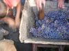Filename=Roy_Sally_Vendanges_Venelles_DSCN0594.jpg
Filesize=35KiB
Dimensions=450x337
Date added=Jun 16, 2006 Roy_Sally_Vendanges_Venelles_DSCN0594.jpg