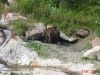 Filename=Canada_Zoo_St_Felicien_Aug_20_10_18_08_2004_IMG_0315.jpg
Filesize=32KiB
Dimensions=399x300
Date added=Jun 11, 2006 Canada_Zoo_St_Felicien_Aug_20_10_18_08_2004_IMG_0315.jpg