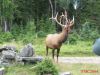 Filename=Canada_Zoo_St_Felicien_Aug_20_10_39_38_2004_IMG_0304.jpg
Filesize=33KiB
Dimensions=399x300
Date added=Jun 11, 2006 Canada_Zoo_St_Felicien_Aug_20_10_39_38_2004_IMG_0304.jpg