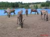 Filename=Canada_Zoo_St_Felicien_Aug_20_11_08_04_2004_IMG_0314.jpg
Filesize=29KiB
Dimensions=399x300
Date added=Jun 11, 2006 Canada_Zoo_St_Felicien_Aug_20_11_08_04_2004_IMG_0314.jpg