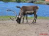 Filename=Canada_Zoo_St_Felicien_Aug_20_11_08_34_2004_IMG_0315.jpg
Filesize=27KiB
Dimensions=399x300
Date added=Jun 11, 2006 Canada_Zoo_St_Felicien_Aug_20_11_08_34_2004_IMG_0315.jpg