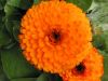 Filename=Macro_101-0181_IMG.jpg
Filesize=21KiB
Dimensions=450x338
Date added=Jun 16, 2006 Macro_101-0181_IMG.jpg