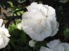 Filename=Macro_122-2212_IMG.jpg
Filesize=16KiB
Dimensions=450x338
Date added=Jun 16, 2006 Macro_122-2212_IMG.jpg
