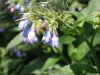 Filename=Macro_122-2214_IMG.jpg
Filesize=24KiB
Dimensions=450x338
Date added=Jun 16, 2006 Macro_122-2214_IMG.jpg