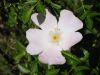 Filename=Macro_124-2405_IMG.jpg
Filesize=21KiB
Dimensions=450x338
Date added=Jun 16, 2006 Macro_124-2405_IMG.jpg