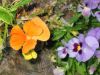 Filename=Macro_125-2564_IMG.jpg
Filesize=26KiB
Dimensions=450x338
Date added=Jun 16, 2006 Macro_125-2564_IMG.jpg