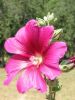 Filename=Macro_131-3153_IMG.jpg
Filesize=26KiB
Dimensions=338x450
Date added=Jun 16, 2006 Macro_131-3153_IMG.jpg