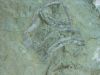 Filename=Macro_140-4064_IMG.jpg
Filesize=23KiB
Dimensions=450x338
Date added=Jun 16, 2006 Macro_140-4064_IMG.jpg