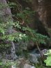 Filename=Le_Verdon_Sentier_Vidal_135-3541_IMG.jpg
Filesize=34KiB
Dimensions=338x450
Date added=Jun 16, 2006 Le_Verdon_Sentier_Vidal_135-3541_IMG.jpg