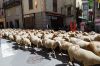 Filename=Transhumance_2011-06-19_11-17-52_DSC_0015.jpg
Filesize=80KiB
Dimensions=600x397
Date added=Jun 21, 2011 Transhumance_2011-06-19_11-17-52_DSC_0015.jpg